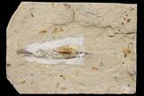Cretaceous Fossil Soft Bodied Squid - Lebanon #147224-1